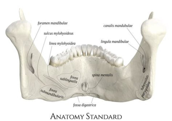 Understanding Fovea Mentalis: A Comprehensive Guide