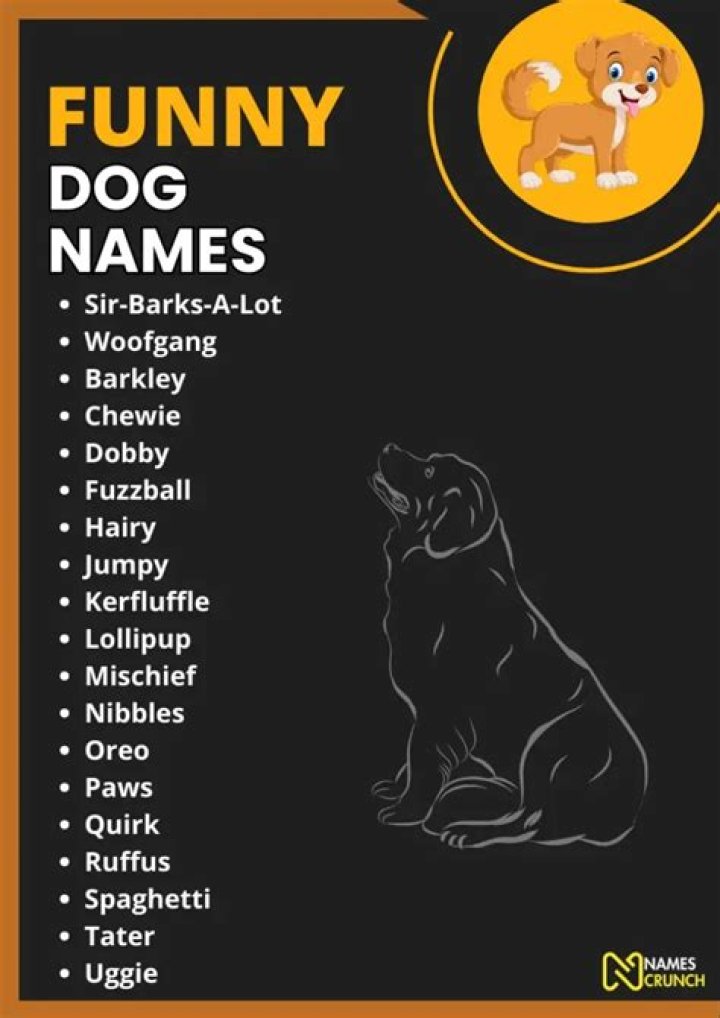 Funny Names for Pets: A Complete Guide to Choosing the Perfect Name