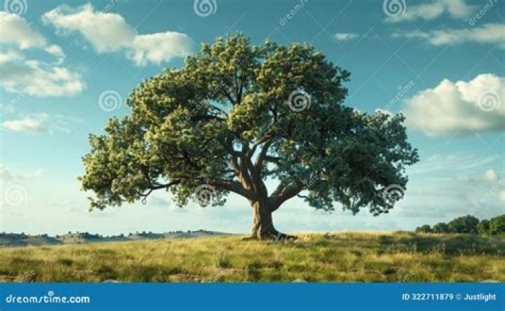 The Ultimate Guide to Growing a Future Oak Tree: Planting, Care, and More