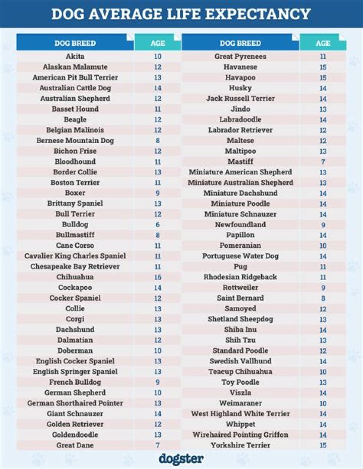 German Shepherd Life Expectancy: Understanding and Maximizing Your Dog's Lifespan