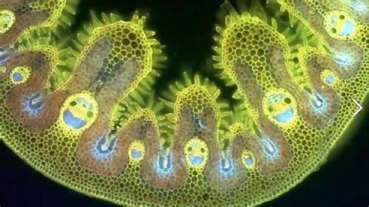 Exploring Grass Under the Microscope: A Fascinating Journey into the World of Plant Biology