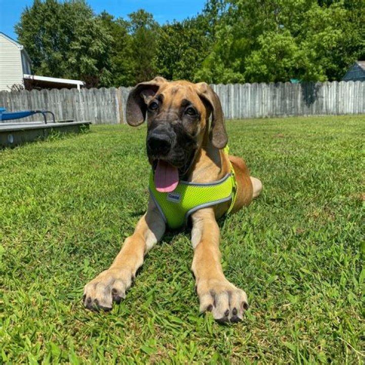 Finding Hope: The Great Dane Rescue Journey