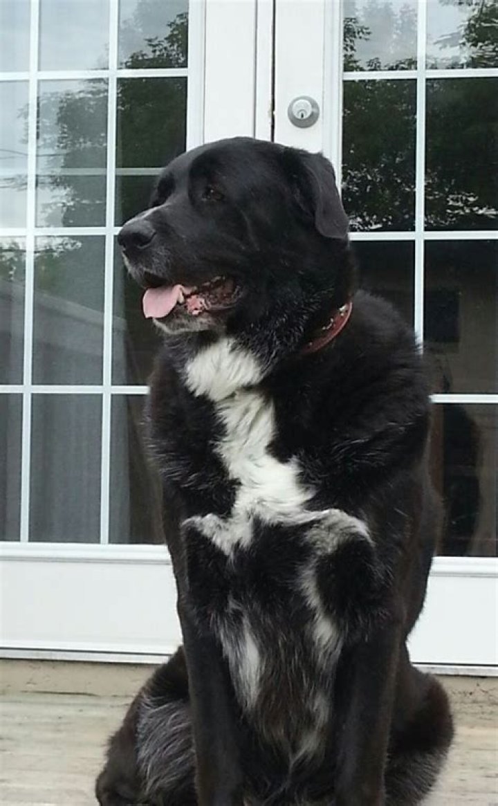 Great Pyrenees Black Lab Mix: The Ultimate Guide to This Amazing Hybrid Dog