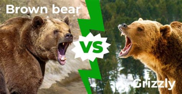 Grizzly Bear vs. Brown Bear: Understanding the Differences and Similarities