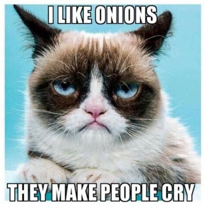 Exploring the World of Grumpy Cat Memes