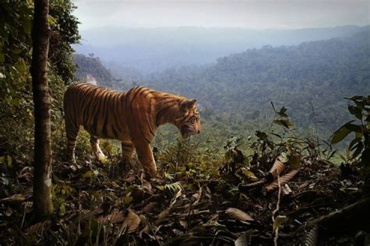 Habitat Loss for Tigers: A Threat to the Survival of an Iconic Species