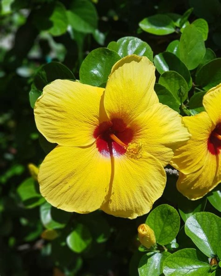 Hibiscus Alohahirt: A Comprehensive Guide to This Enchanting Plant