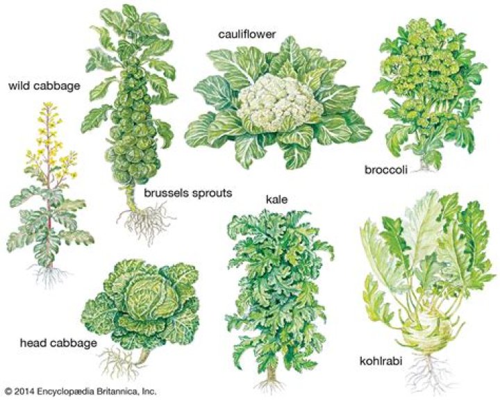 How Is Broccoli Made: From Seed to Superfood