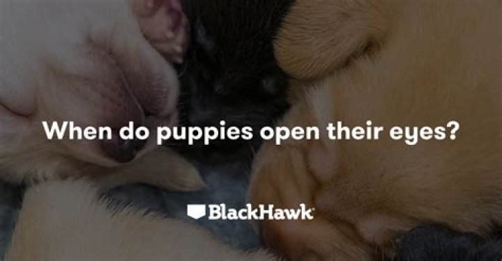 How Long Before Puppies Open Their Eyes: A Comprehensive Guide