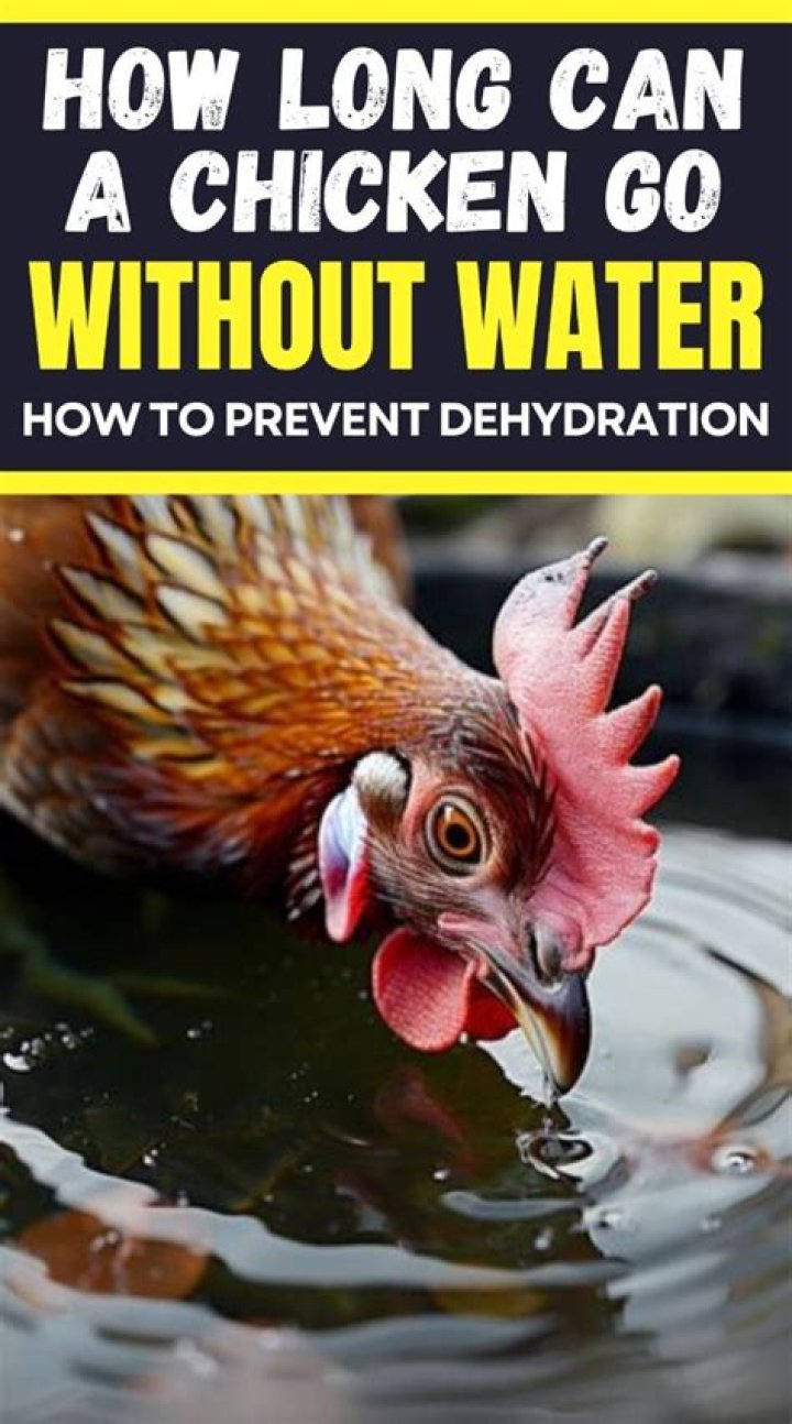 How Long Can a Chicken Go Without Water?
