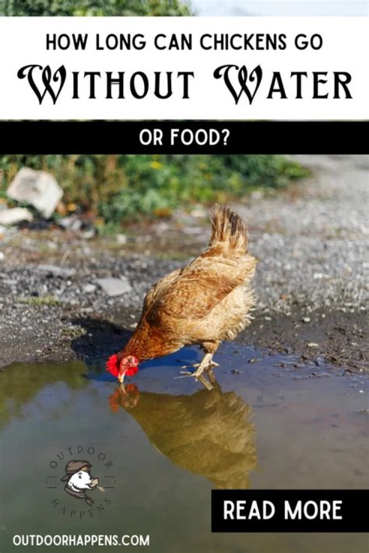 How Long Can Chickens Go Without Water?