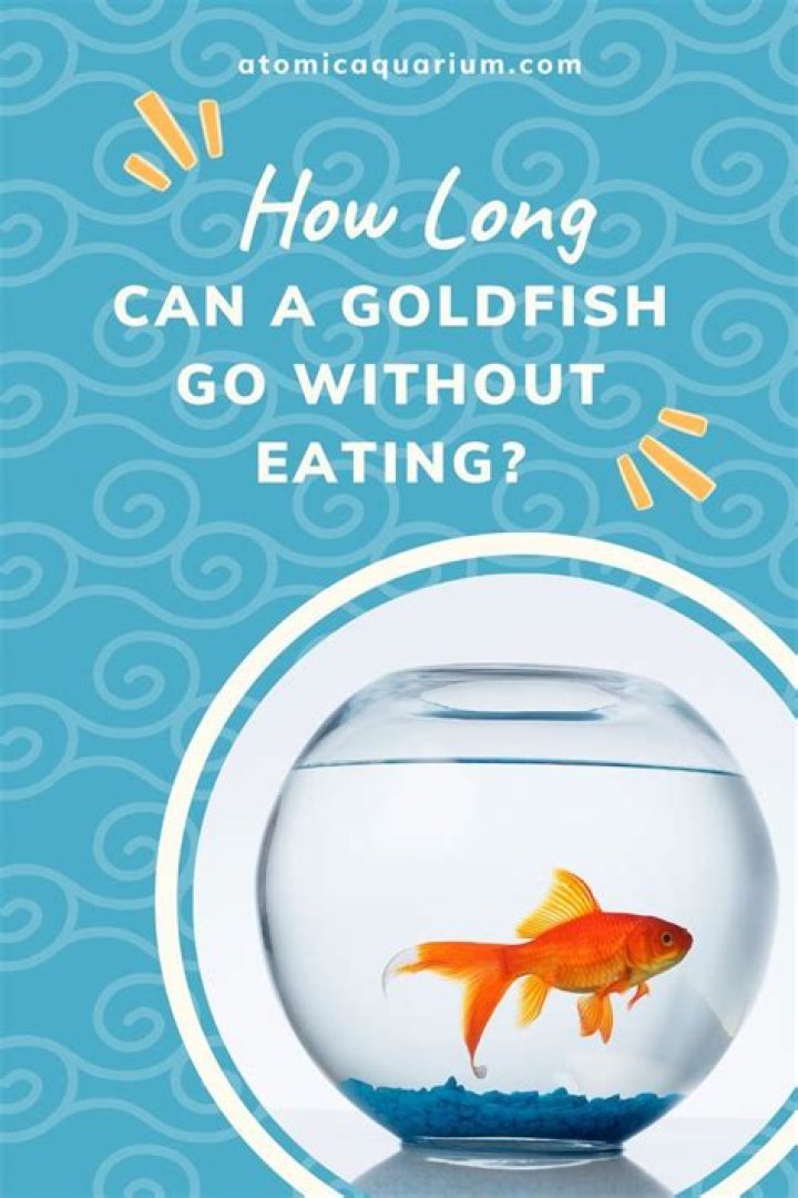 How Long Can Goldfish Go Without Eating? Understanding Their Dietary Needs