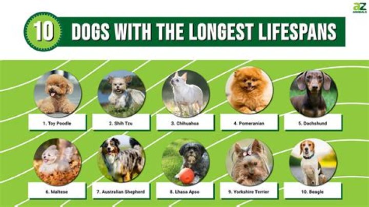 How Long is the Lifespan of a German Shepherd? Understanding Their Health and Longevity