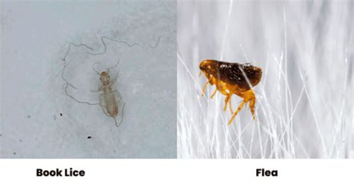 Understanding the Size of Baby Fleas: How Small Are They?