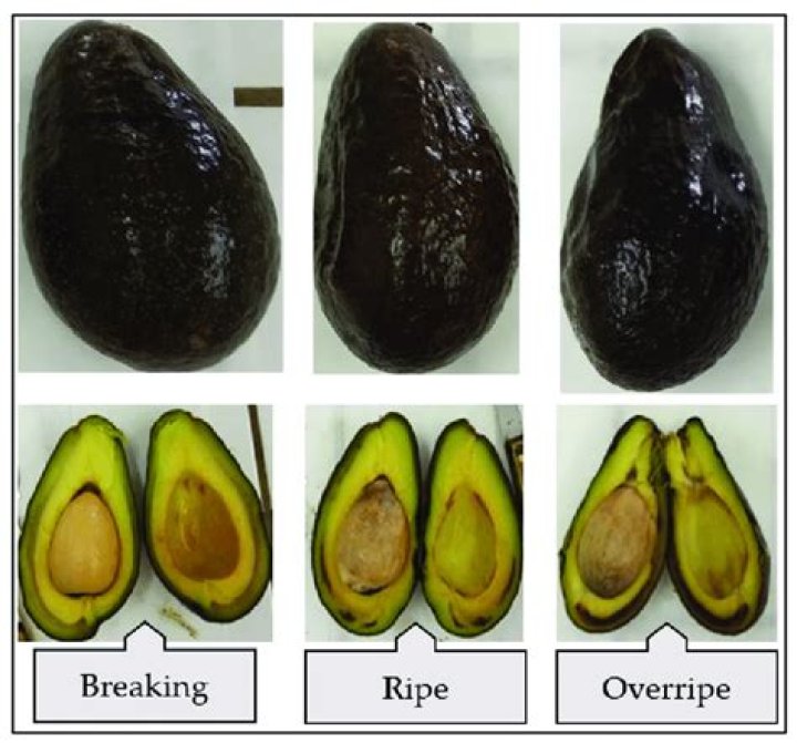How to Accelerate Avocado Ripening: A Comprehensive Guide