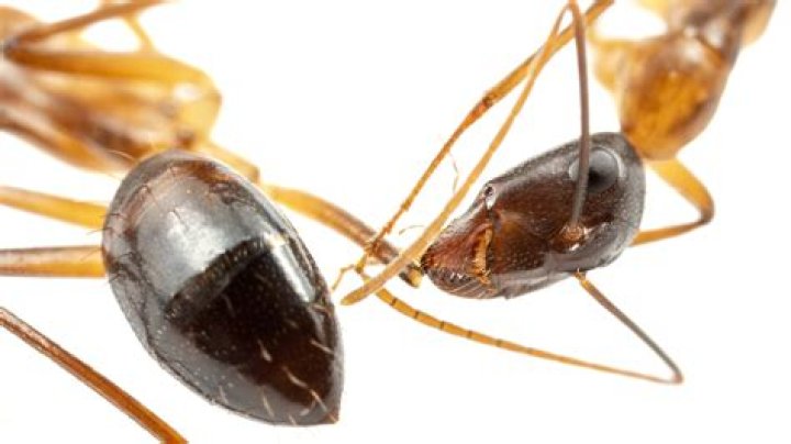 How to Make an Ant a Friend: Grounded Approaches to Ant Companionship