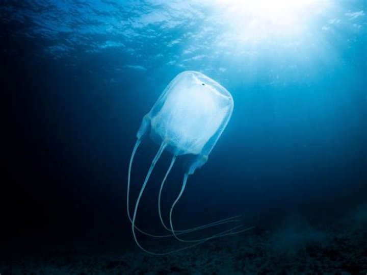 Unlocking the Secrets of Howid Piddytart Hiareer: A Comprehensive Guide