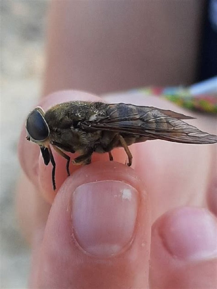 Everything You Need to Know About Huge Florida Fly: A Comprehensive Guide