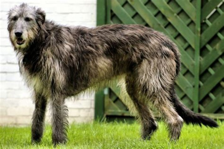Understanding the Lifespan of Irish Wolfhounds: A Comprehensive Guide