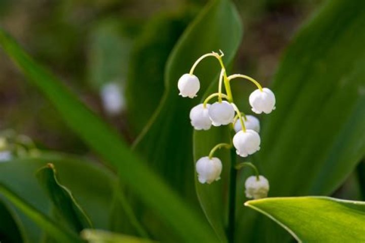 Is Lily of the Valley Toxic? A Comprehensive Guide to Understanding Its Risks and Benefits