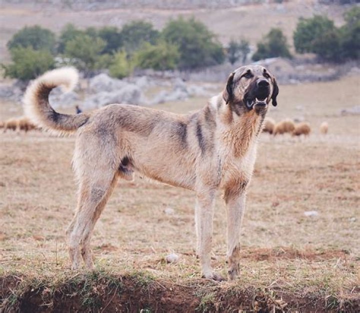 Exploring Kangal: The Majestic Turkish Breed of Sheepdogs