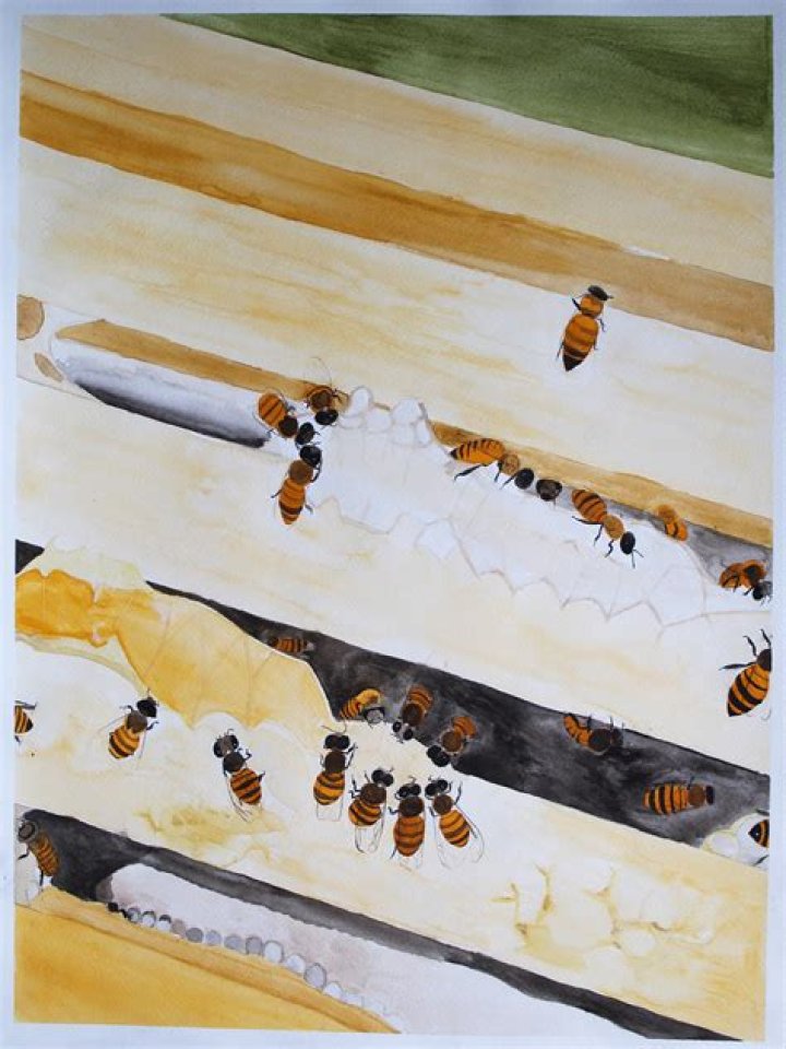 Lappe Bees: The Buzzing Powerhouses of the Insect World