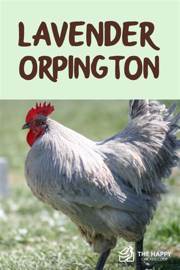 Lavender Orpington Temperament: A Comprehensive Guide for Enthusiasts