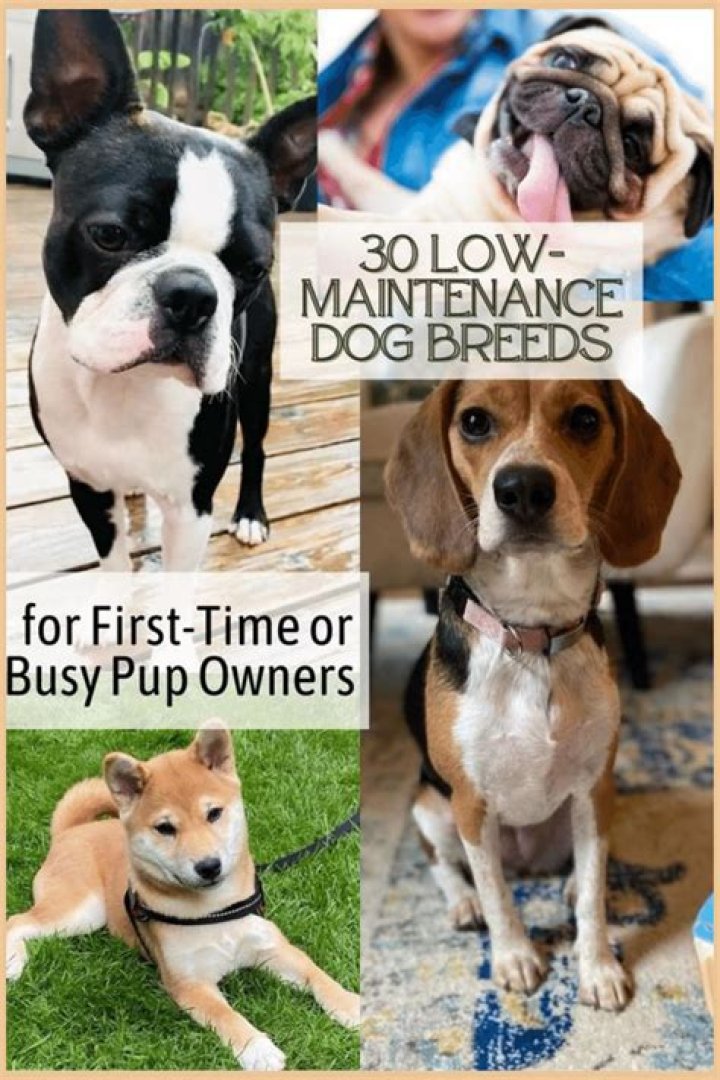 Top Low Maintenance Puppy Breeds: The Perfect Companion for Busy Owners