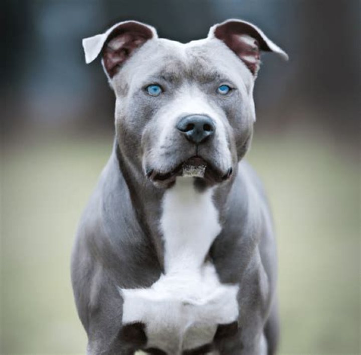 Male Blue Nose Pitbull Full Grown: The Ultimate Guide