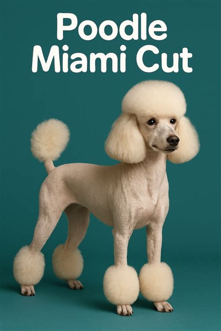 Miami Clip Poodle: The Ultimate Guide to Grooming and Care