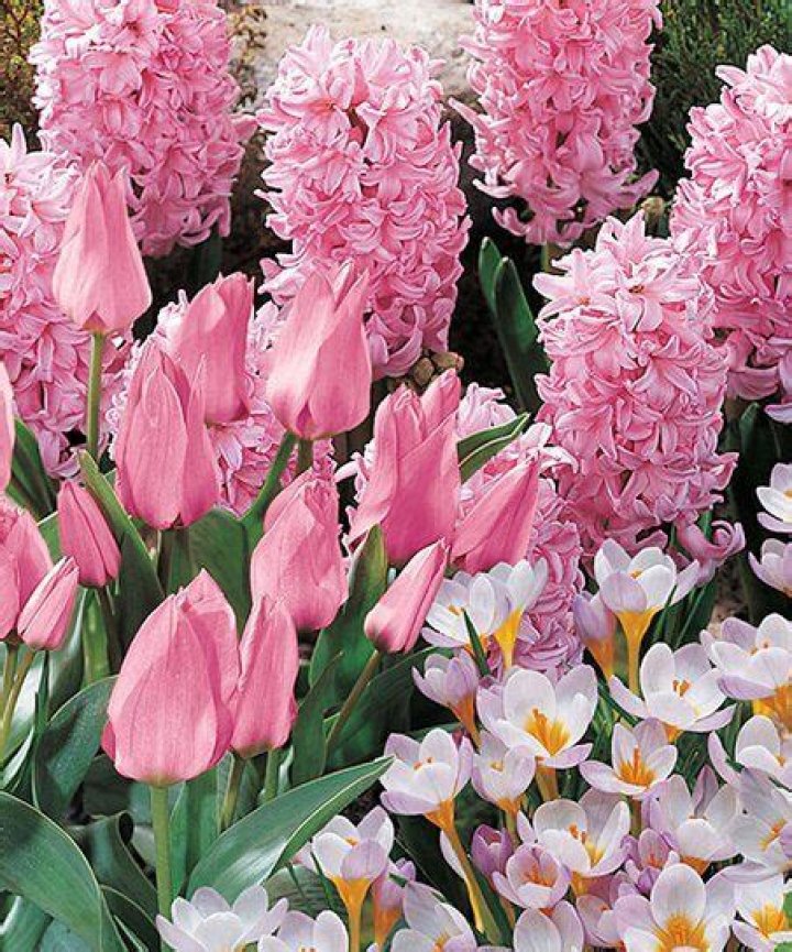 Michigan Flower Bulbs: A Comprehensive Guide to Vibrant Blooms
