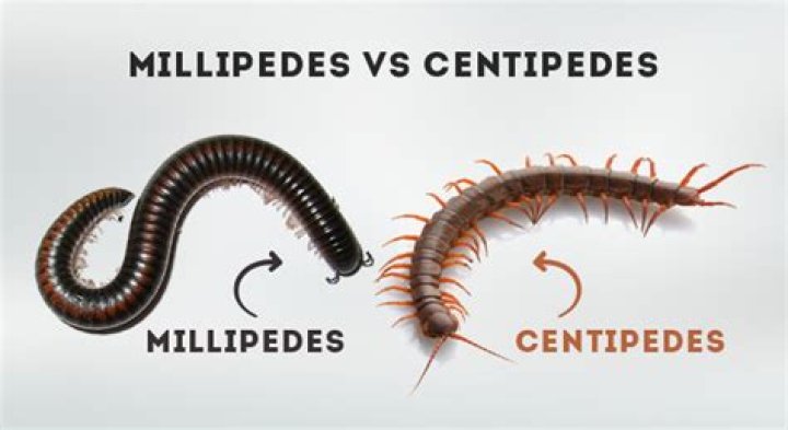 Millipede and Centipede: Understanding Their Differences, Similarities, and Importance