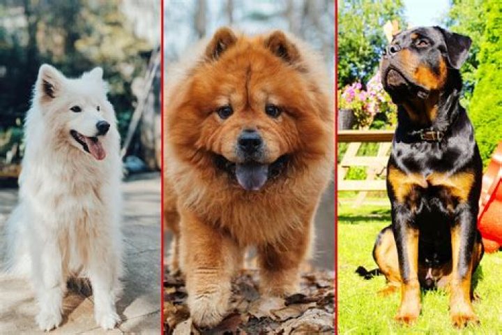 Most Expensive Dog Breeds: Discover the World&rsquo;s Priciest Canine Companions