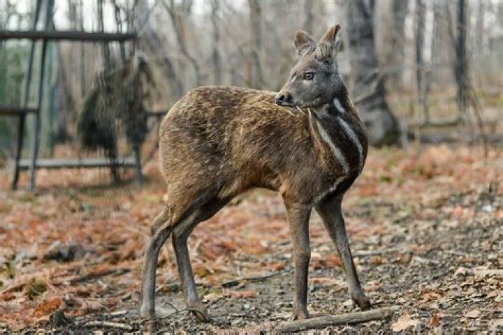 Musk Deer Height: A Comprehensive Guide to Understanding These Unique Creatures