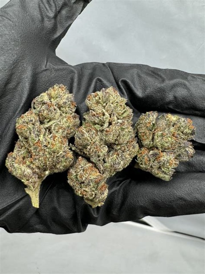 No Diddy Strain: Exploring the Intricacies of a Unique Cannabis Variety