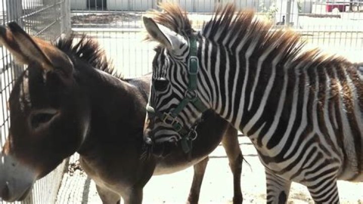 Noise Zebra Makes: Understanding the Sounds and Communication of These Striped Wonders