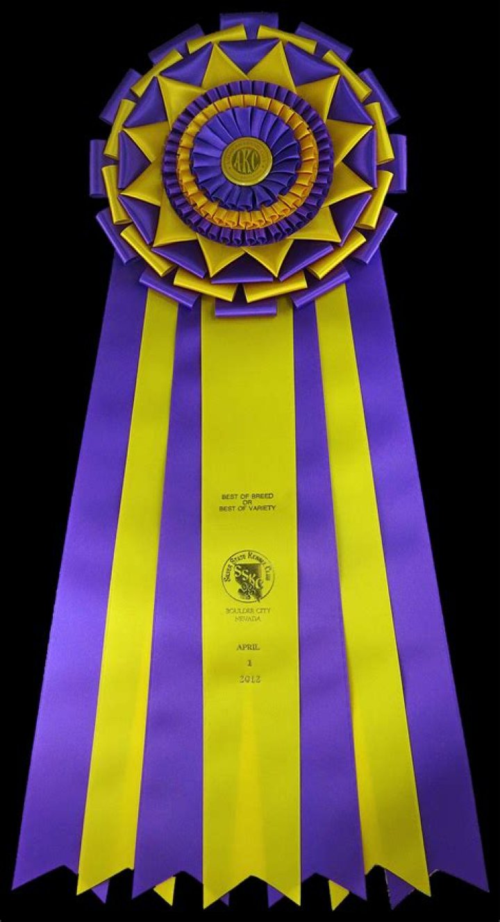 Onofrio Com: Revolutionizing the Digital Landscape