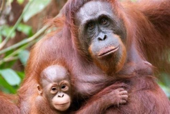 Mastering the Pronunciation of "Orangutan": A Comprehensive Guide
