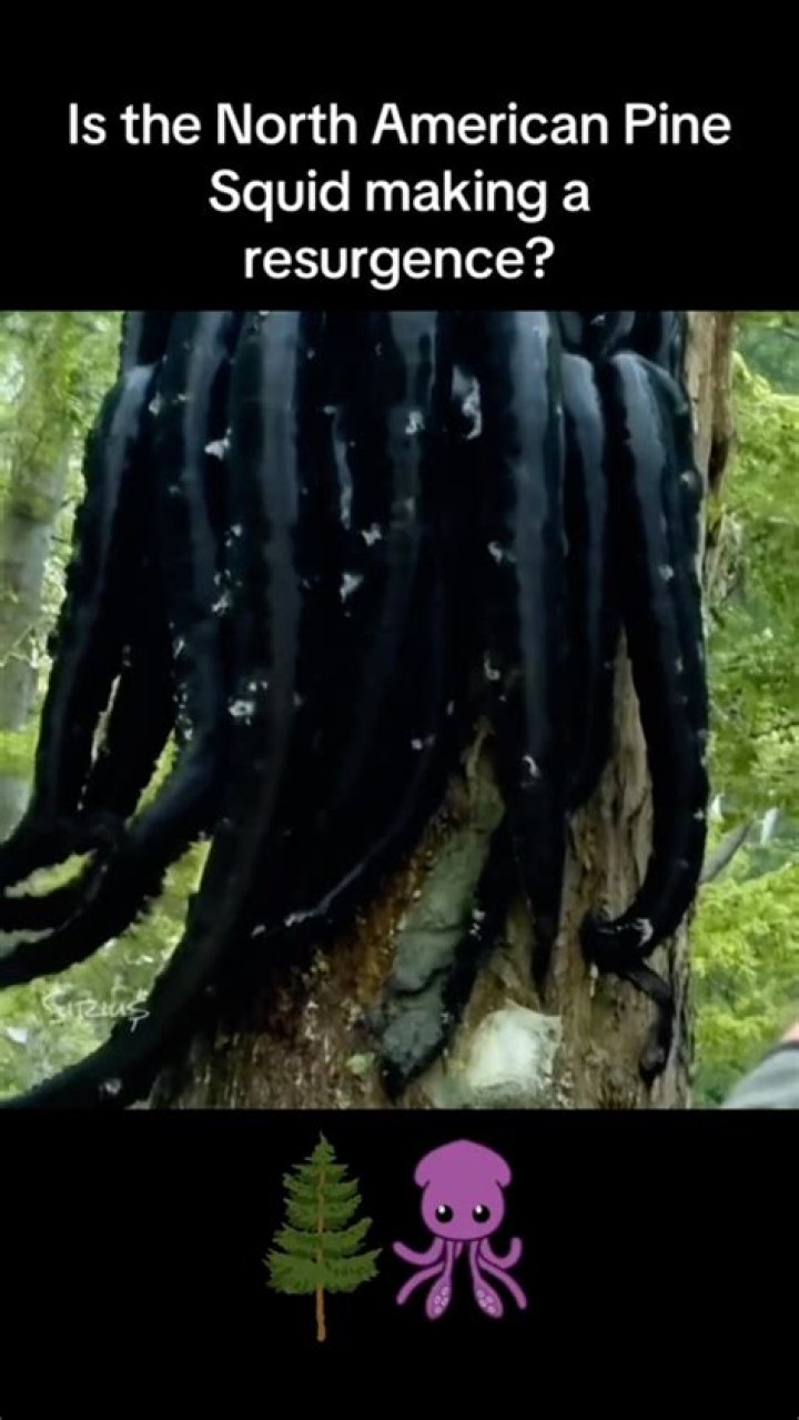 Pinesquid: The Ultimate Guide to the Gaming Phenomenon