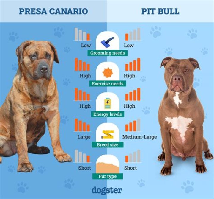 Pitbull Bite Pressure: Understanding the Power and Misconceptions