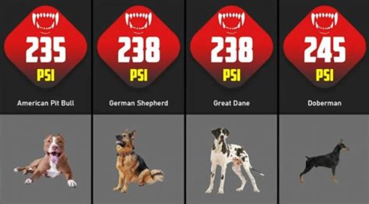 Pitbull PSI Bite Force: Unveiling the Strength Behind the Bite