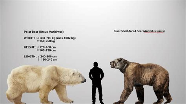 The Enigmatic Size of Polar Bear-Grizzly Hybrids