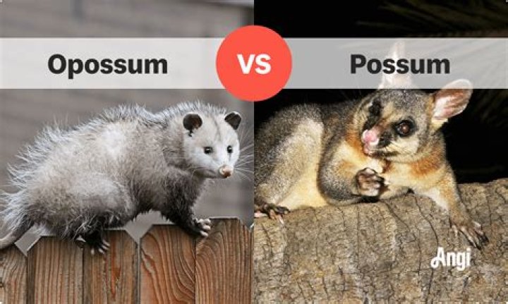 Possums vs Opossums: Understanding the Differences and Similarities