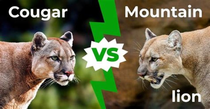Puma vs Mountain Lion: Understanding the Differences and Similarities