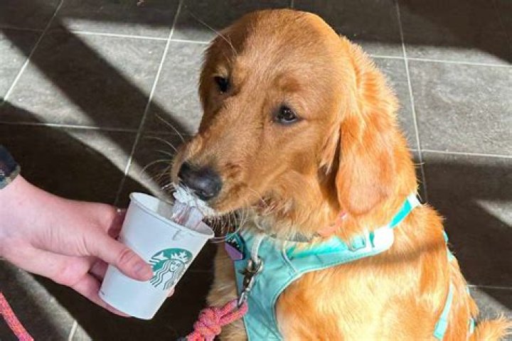 Pup Cup Starbucks: A Delightful Treat for Your Furry Friend