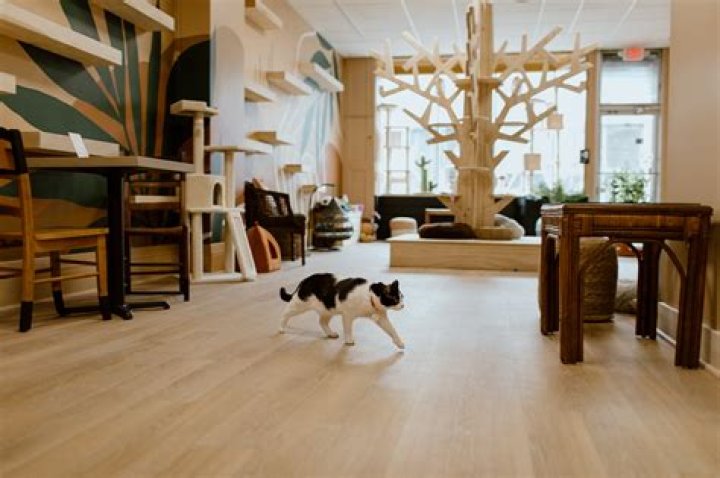 Purrista Cat Cafe: A Feline Paradise for Cat Lovers