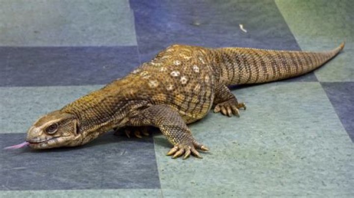 Savannah Monitor: A Comprehensive Guide to Understanding This Fascinating Lizard