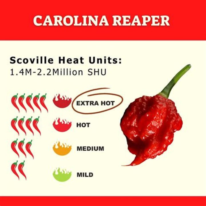 Unveiling the Scoville of Carolina Reaper: The World's Hottest Pepper