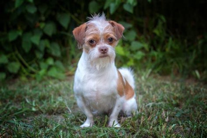 Shih Tzu Chihuahua Breed: The Ultimate Guide to Understanding This Unique Hybrid