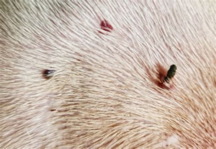 Skin Tags on Dogs: Causes, Treatments, and Prevention